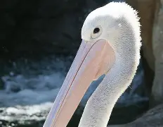 鹈鹕队领队言论争议，球迷不满表现的简单介绍